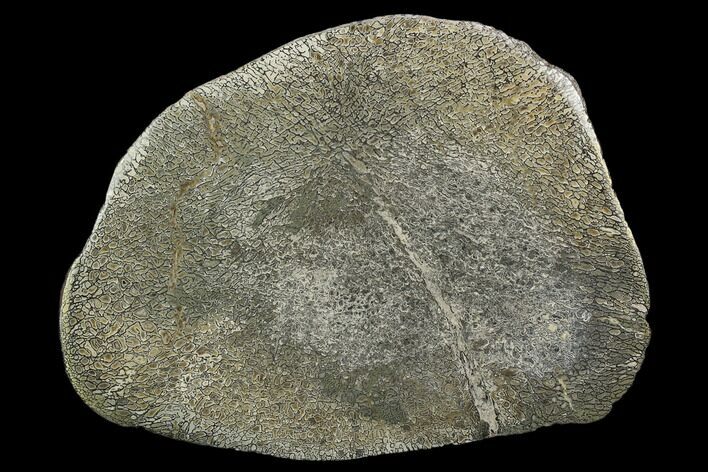 Pyritized, Polished Iguanodon Bone - Isle Of Wight #129264